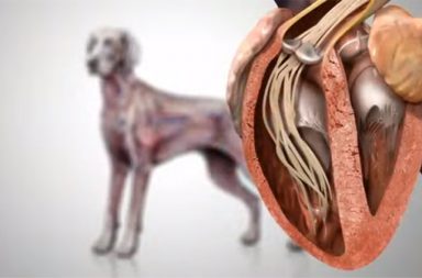 heartworm in dogs