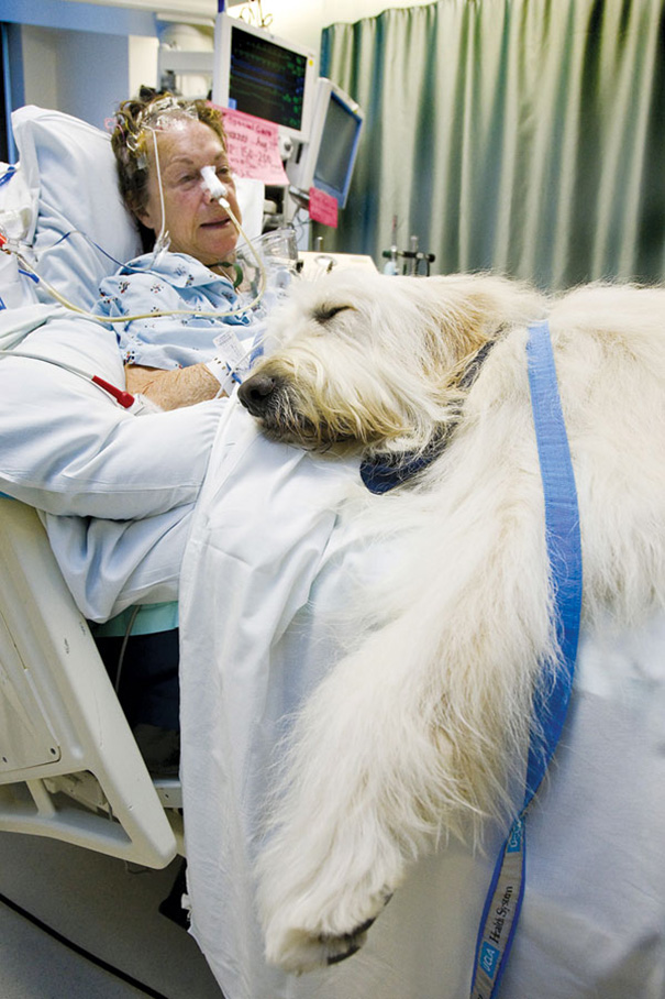 cane in ospedale con proprietario
