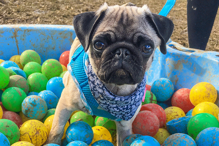 pug-in-ball-pit