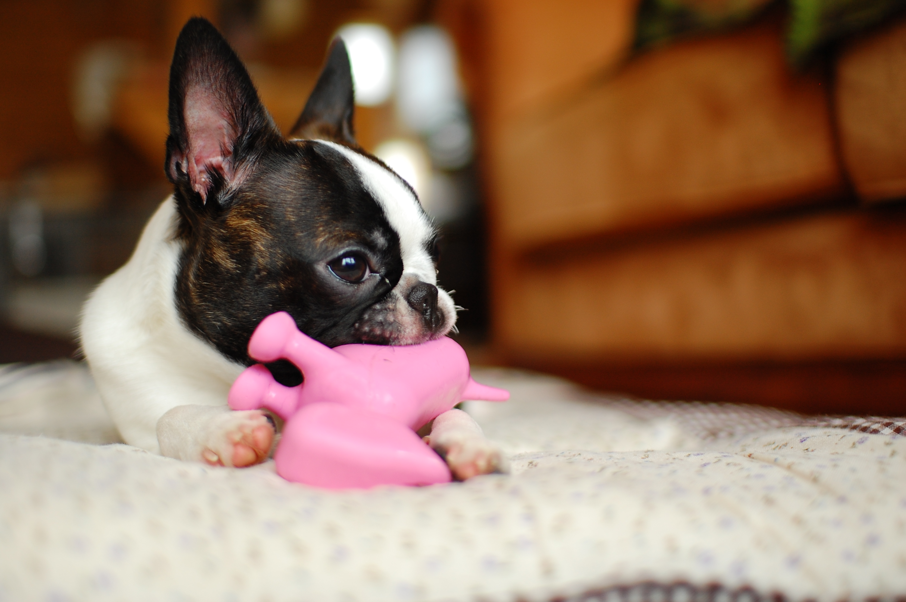 Boston_terrier_with_toy