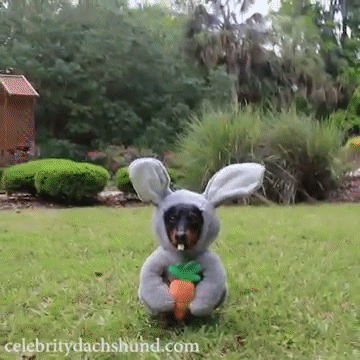 dog-bunny