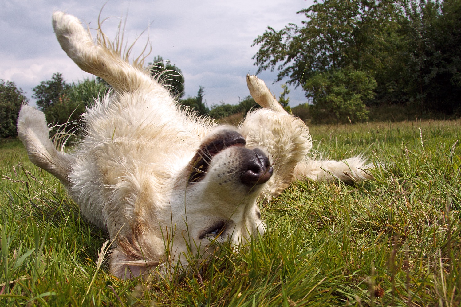 dog-rolling-in-grass