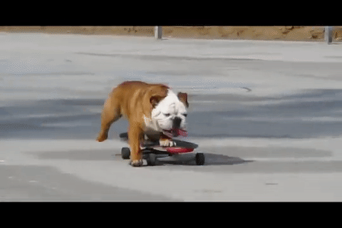 dog-skateboard