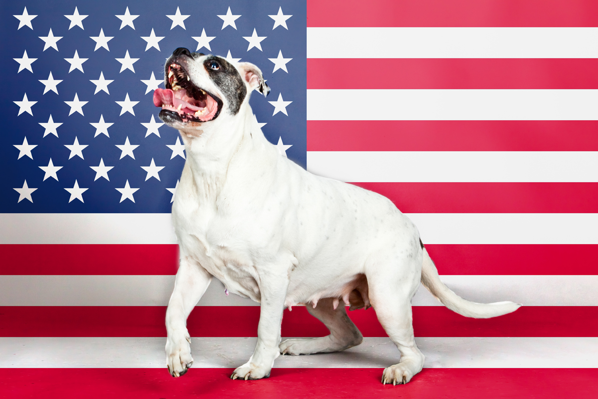 dog-standing-in-front-of-american-flag