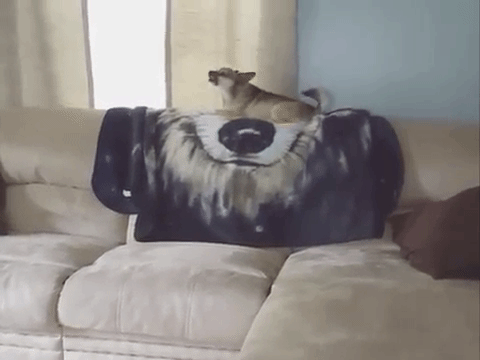 dogs-sofa