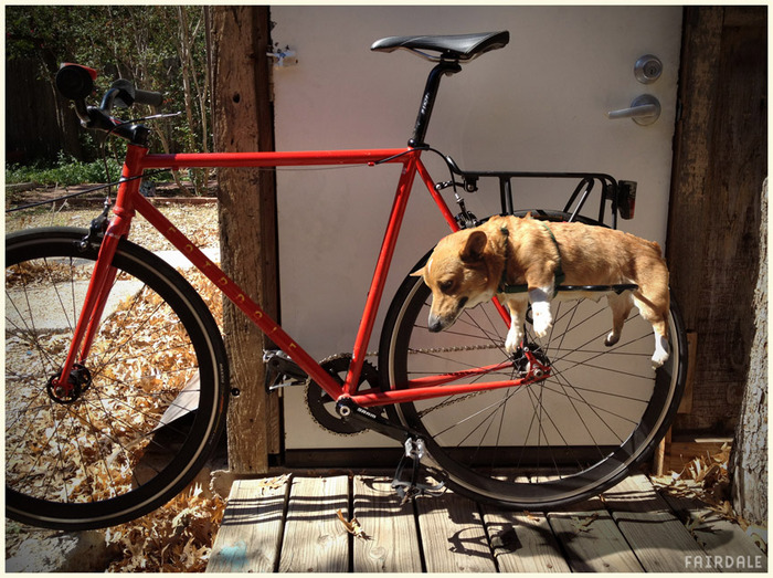 bikes-dog-rack