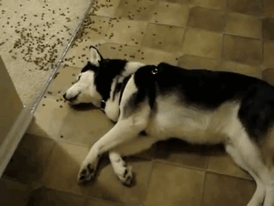 perro comiendo pienso del suelo DogBuddy