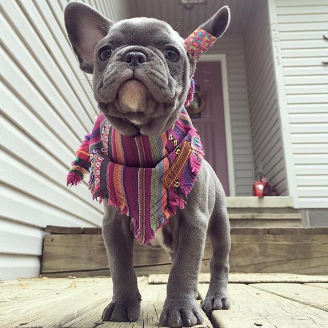 French bulldog with scarf