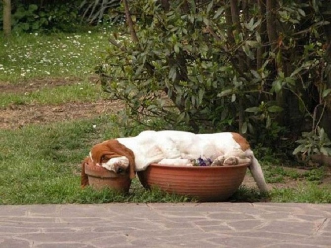 cani che dormono in giardino