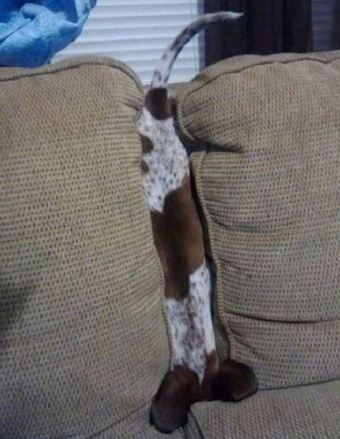 cane che dorme in una posizione assurda DogBuddy