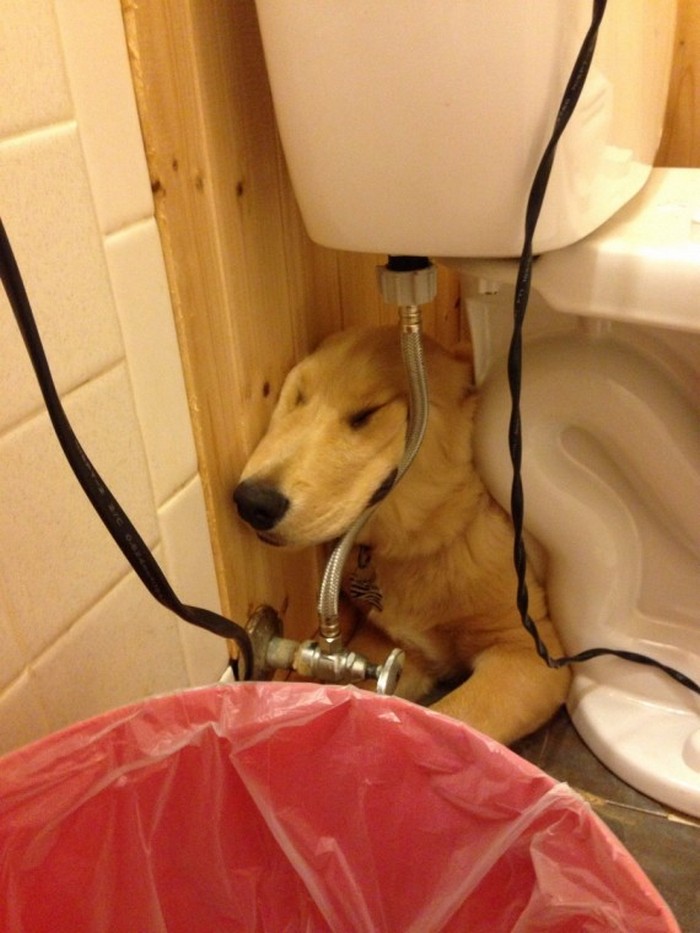 cane che dorme in bagno