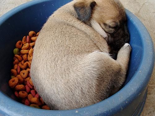 cane che dorme dentro la ciotola del cibo DogBuddy