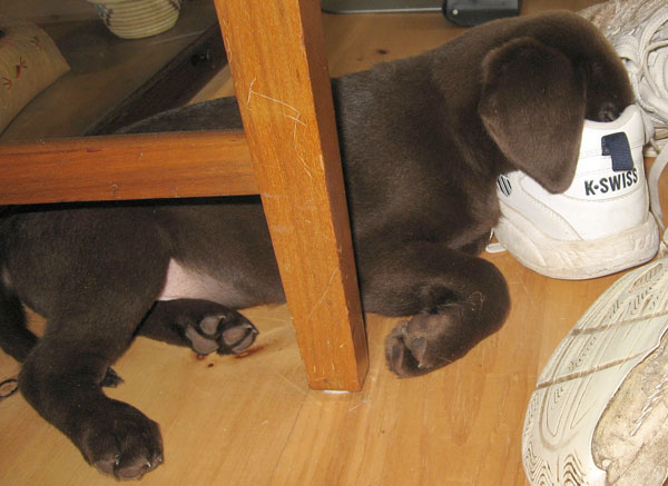 cane che dorme con il muso dentro la scarpa del suo proprietario