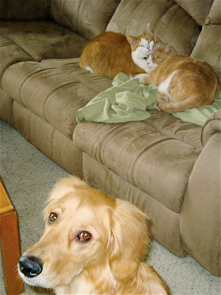 due gatti e un cane in salotto DogBuddy