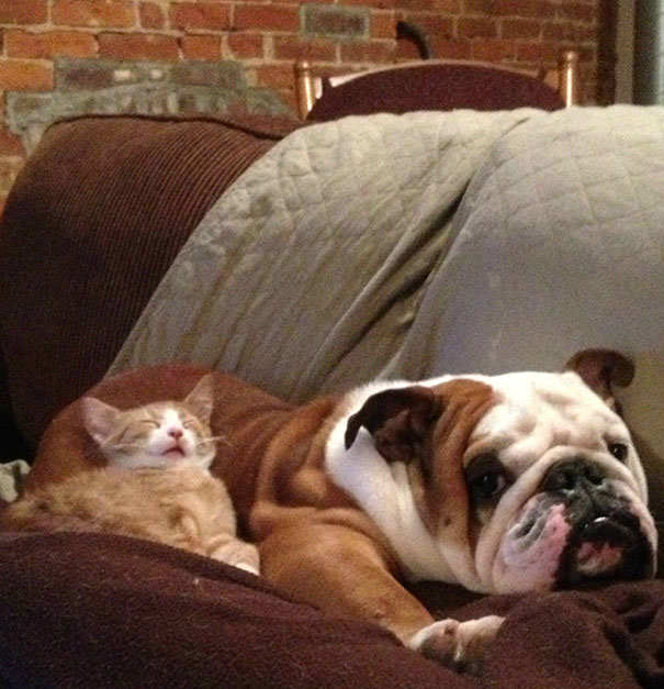 cani e gatti sono migliori amici
