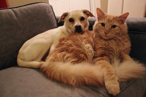 cane con gatto sul divano DogBuddy