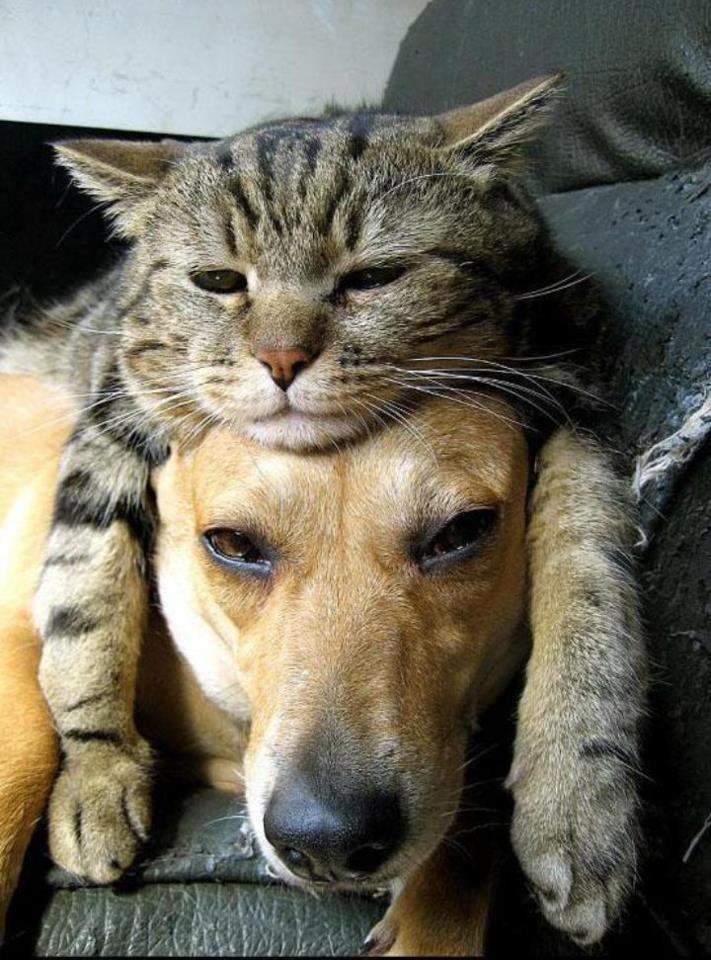 dogs and cats are best friends