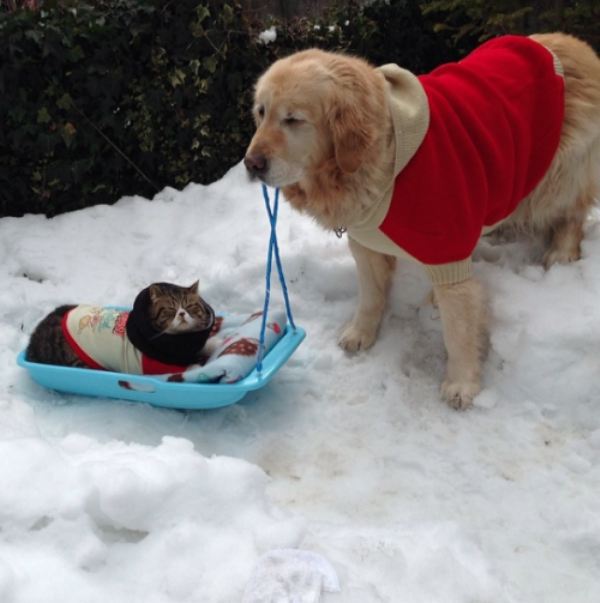 cane e gatto sulla neve DogBuddy