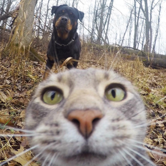 gatto si fa selfie con cane DogBuddy