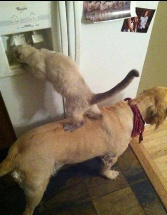 cane e gatto in cucina