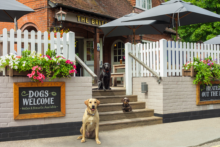 two-pub-dogs
