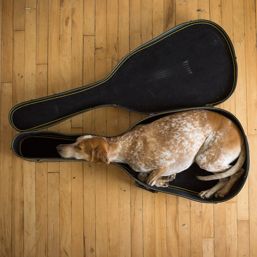 chien dans étui de guitare