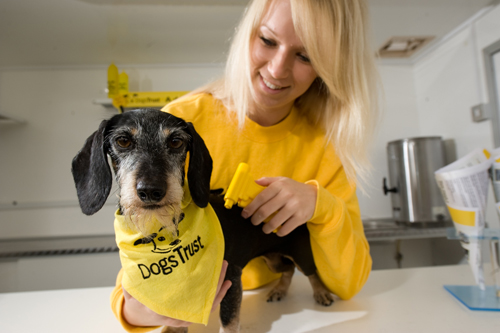 dogs-trust-microchipping