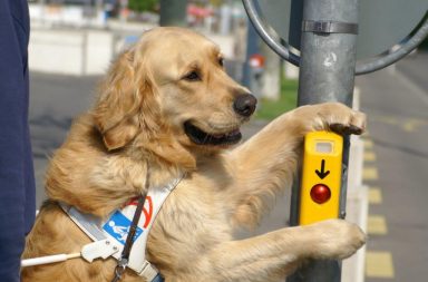 chien guide d'aveugle