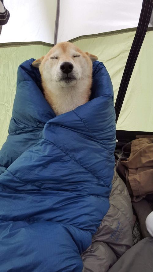 chien qui dort camping