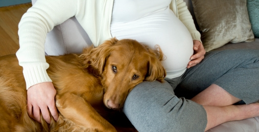 chien et femme enceinte