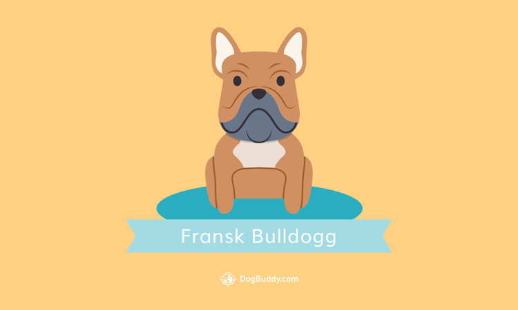 french-bulldog-desktop-wallpaper-se