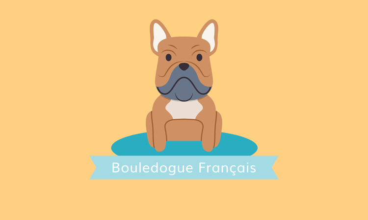 french-bulldog-desktop-wallpaper-blog-image-fr