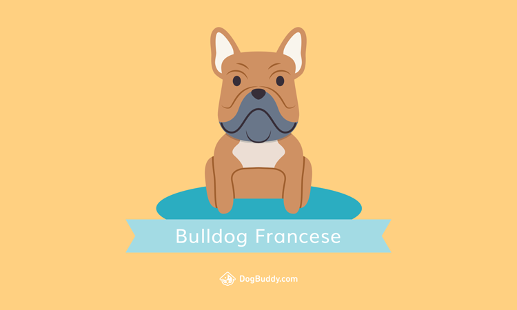 french-bulldog-desktop-wallpaper-blog-image-it