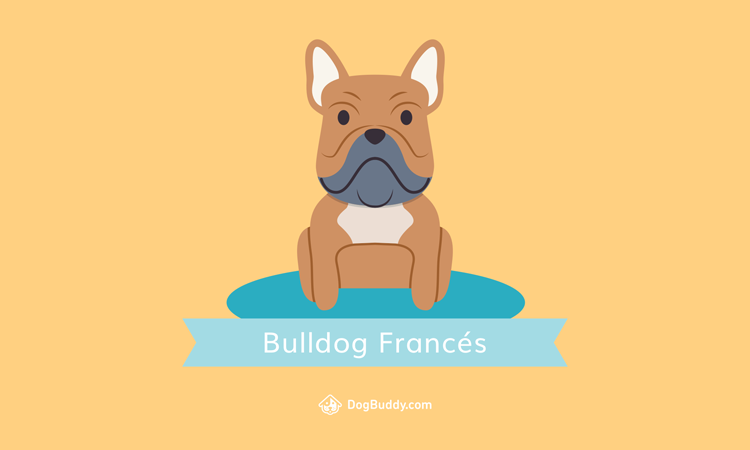 french-bulldog-desktop-wallpaper-blog-images-es