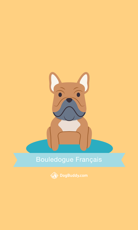 french-bulldog-mobile-wallpaper-blog-image-fr