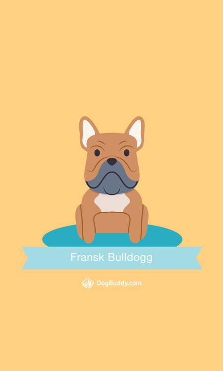 french-bulldog-mobile-wallpaper-blog-image-se