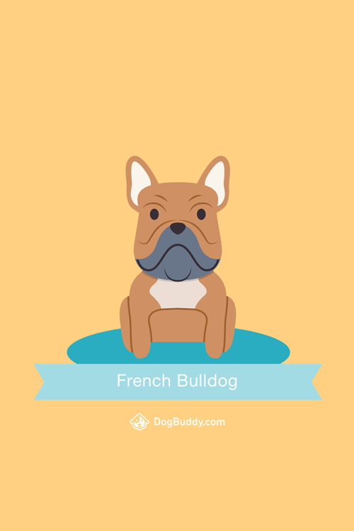 french-bulldog-mobile-wallpaper-blog-image
