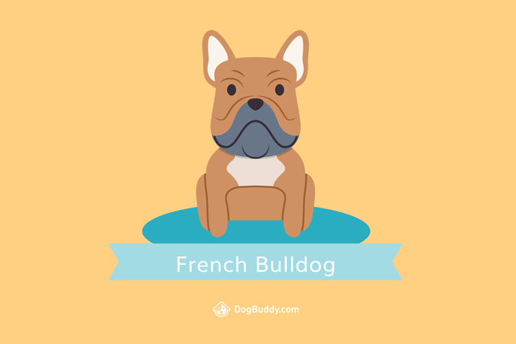 french-bulldog-wallpaper-blog-image