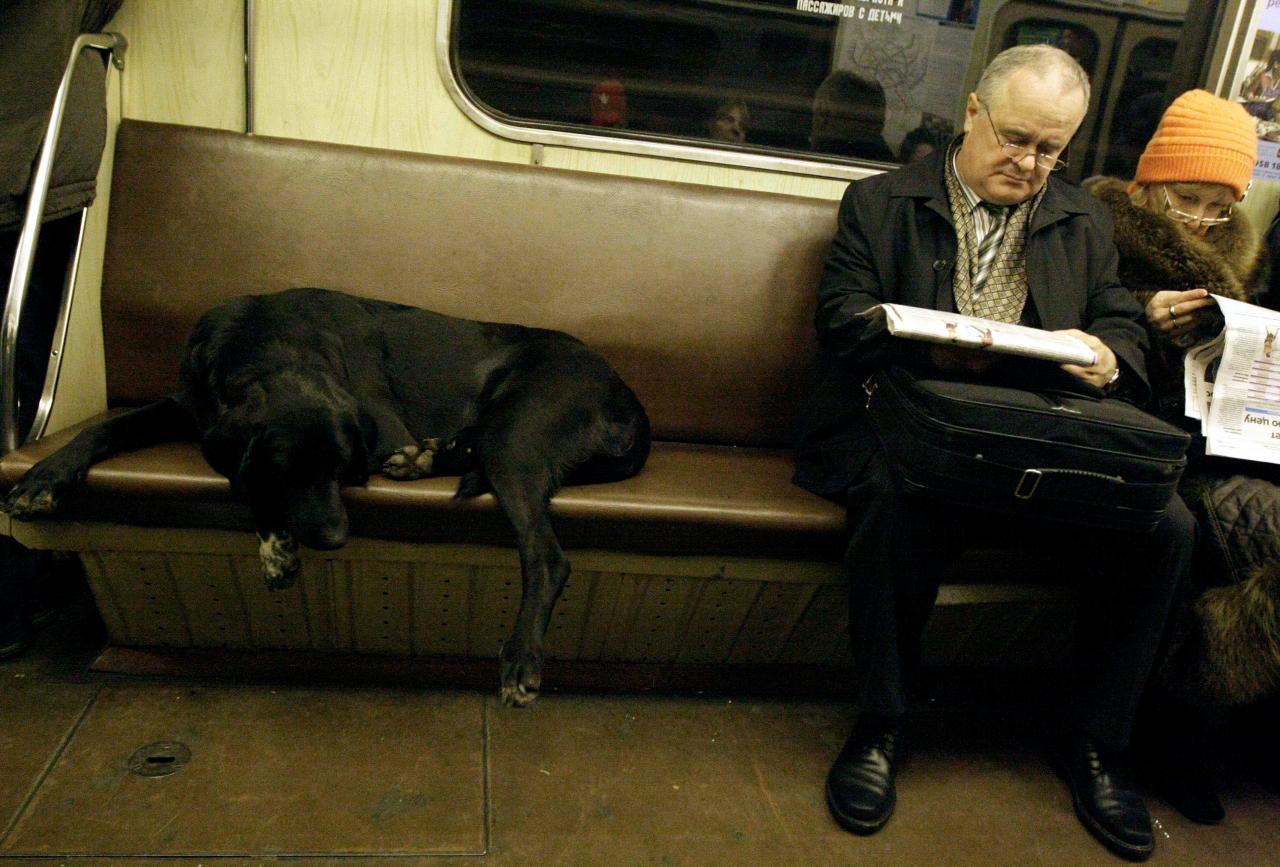 chien fatigué métro