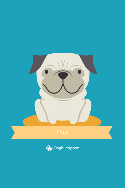 pug-mobile-wallpaper-blog-image