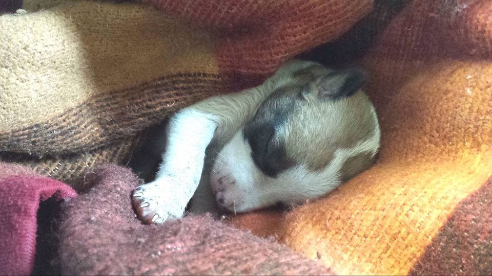 puppy-rescued-dublin