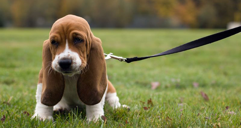 liner hvile Fighter Get to know: the Basset Hound Dog Breed, History, Health, Characteristics -  DogBuddy Blog