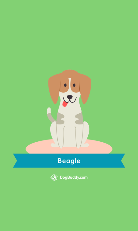 beagle-mobile-wallpaper-blog-image