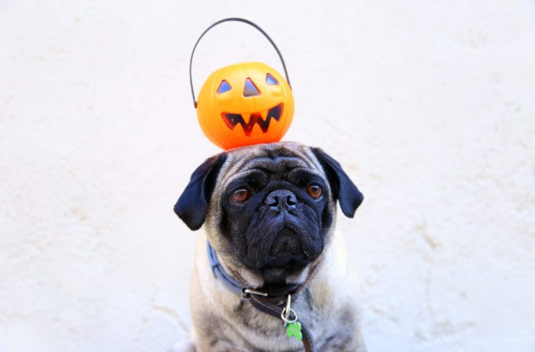 chien-halloween-dogbuddy1