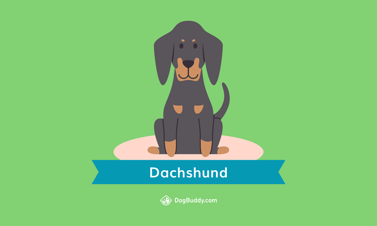 dachshund-desktop-wallpaper-blog-image-uk