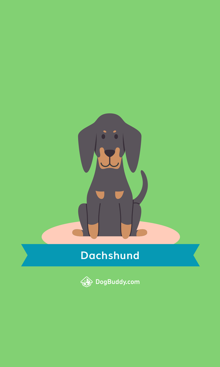 dachshund-mobile-wallpaper-blog-image-uk