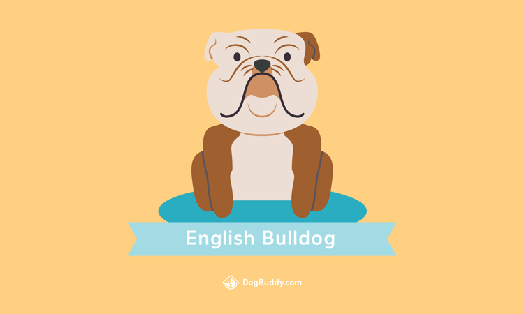 english-bulldog-desktop-wallpaperblog-image