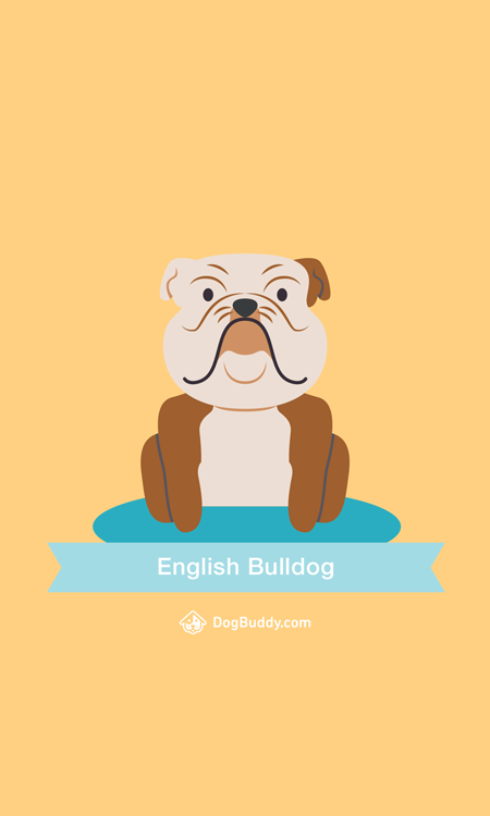 english-bulldog-mobile-wallpaper-blog-image