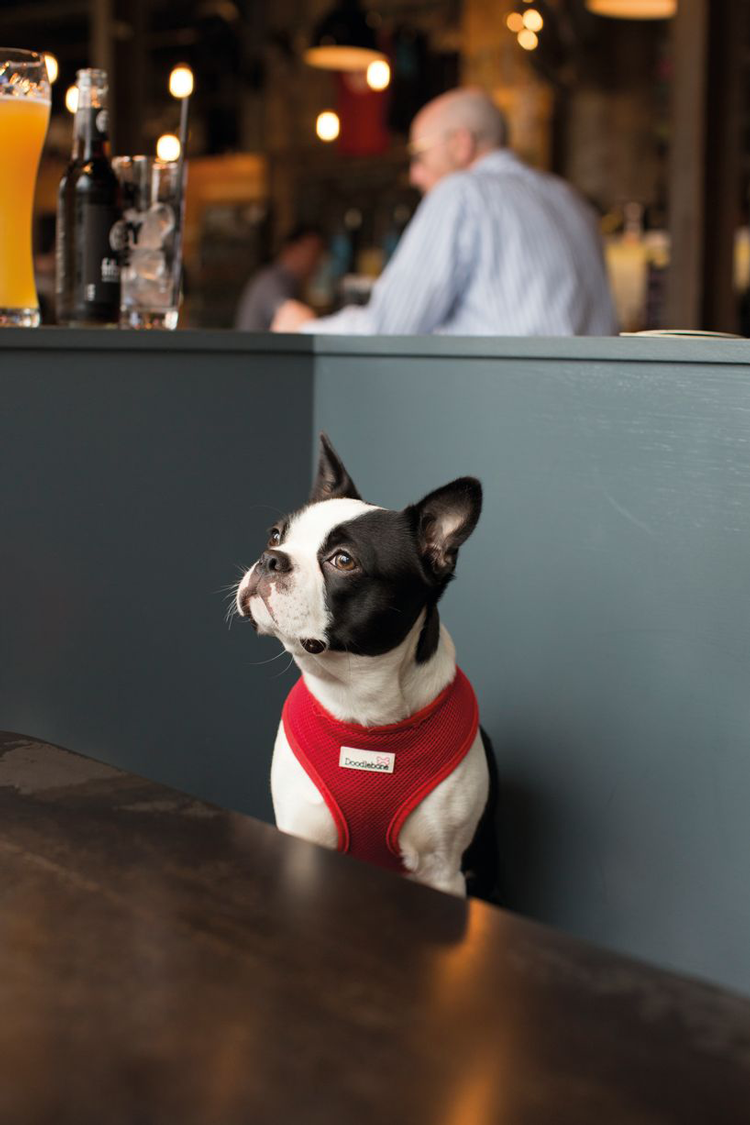 pub-dog-boston-terrier