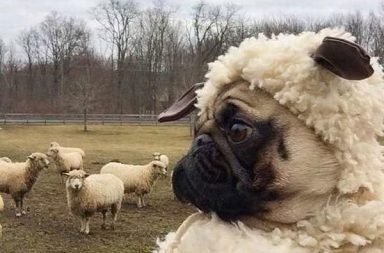 Pug in sheep's clotihng costume